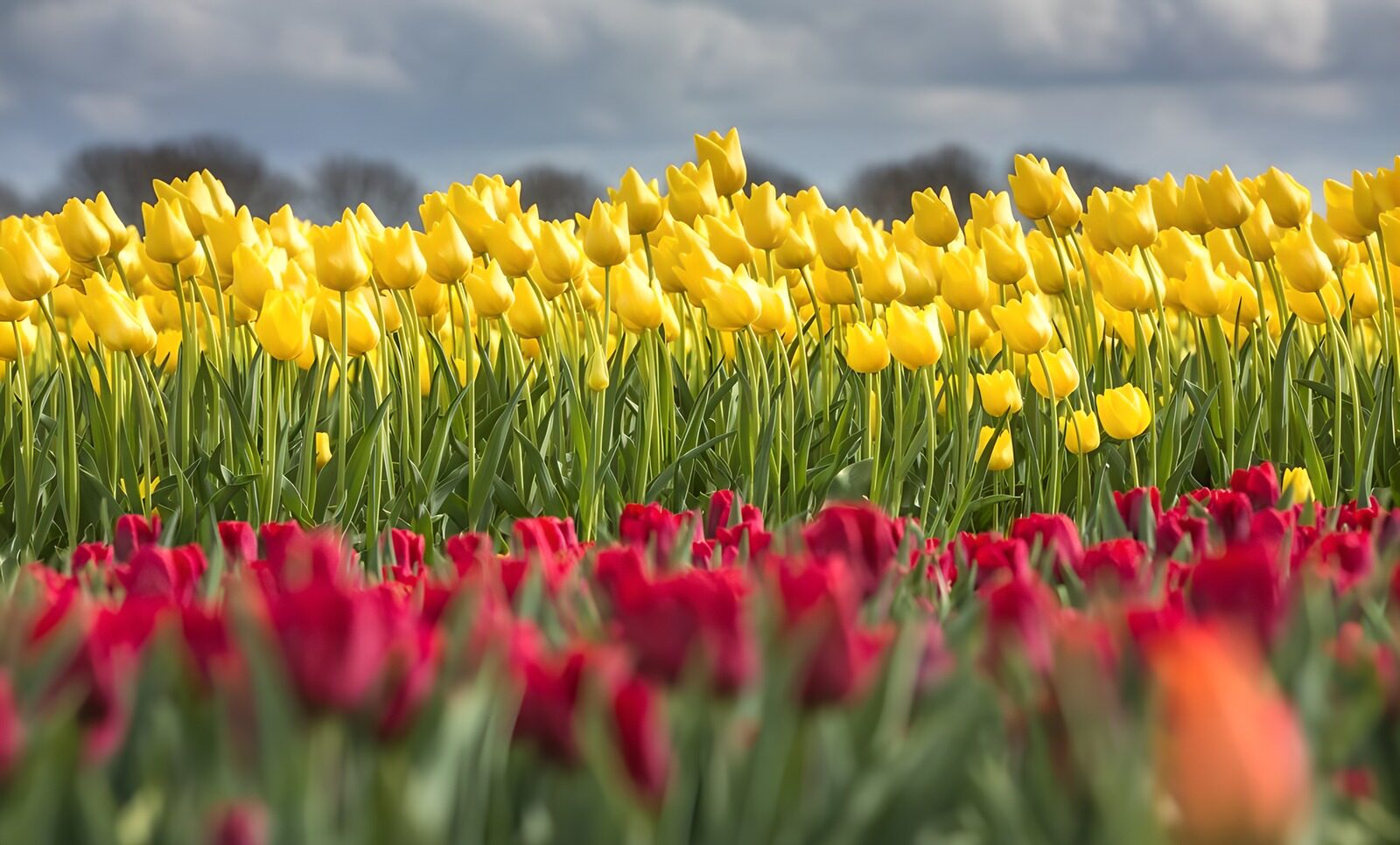 Vibrant Tulip Field in Bloom