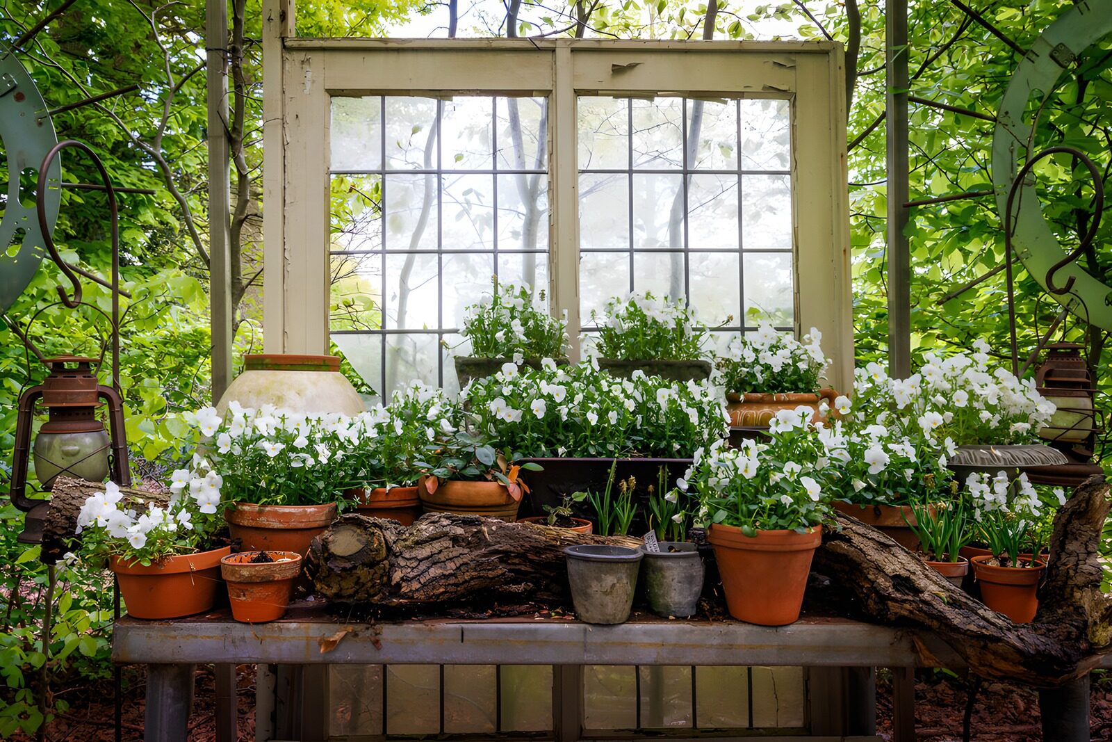Blooming Serenity in the Greenhouse