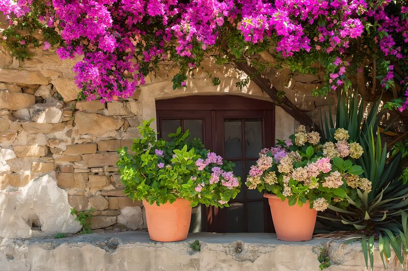 Vibrant Bougainvillea by Rustic Window