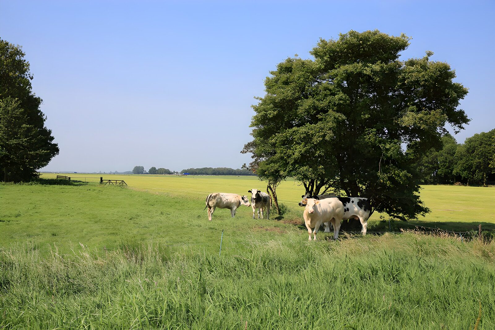 Serene Pasture with Cows under Tree