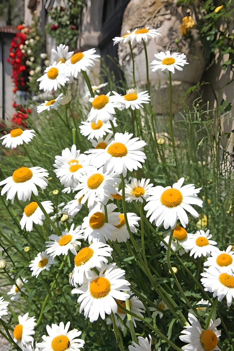 : Sunny Daisies in Bloom