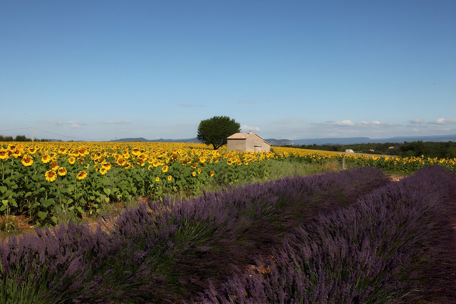 Fields of Sunflowers and Lavender