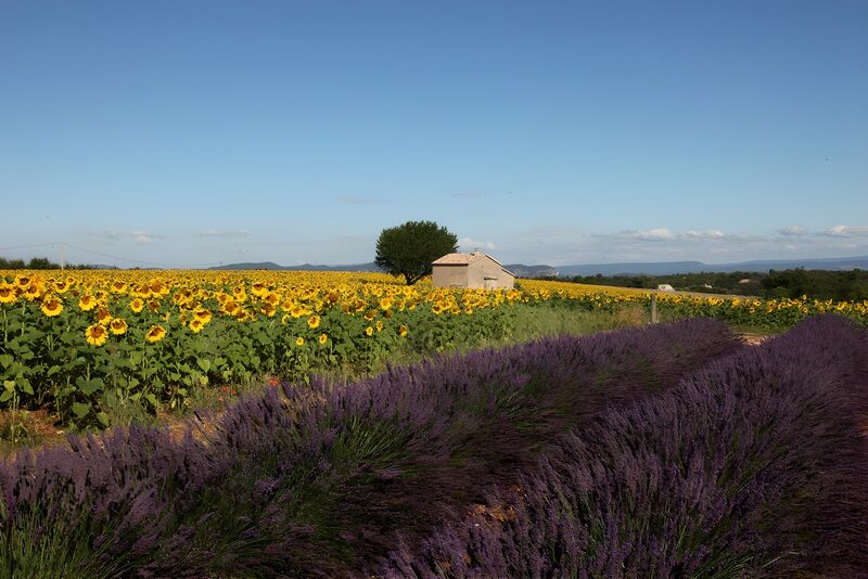 Fields of Sunflowers and Lavender