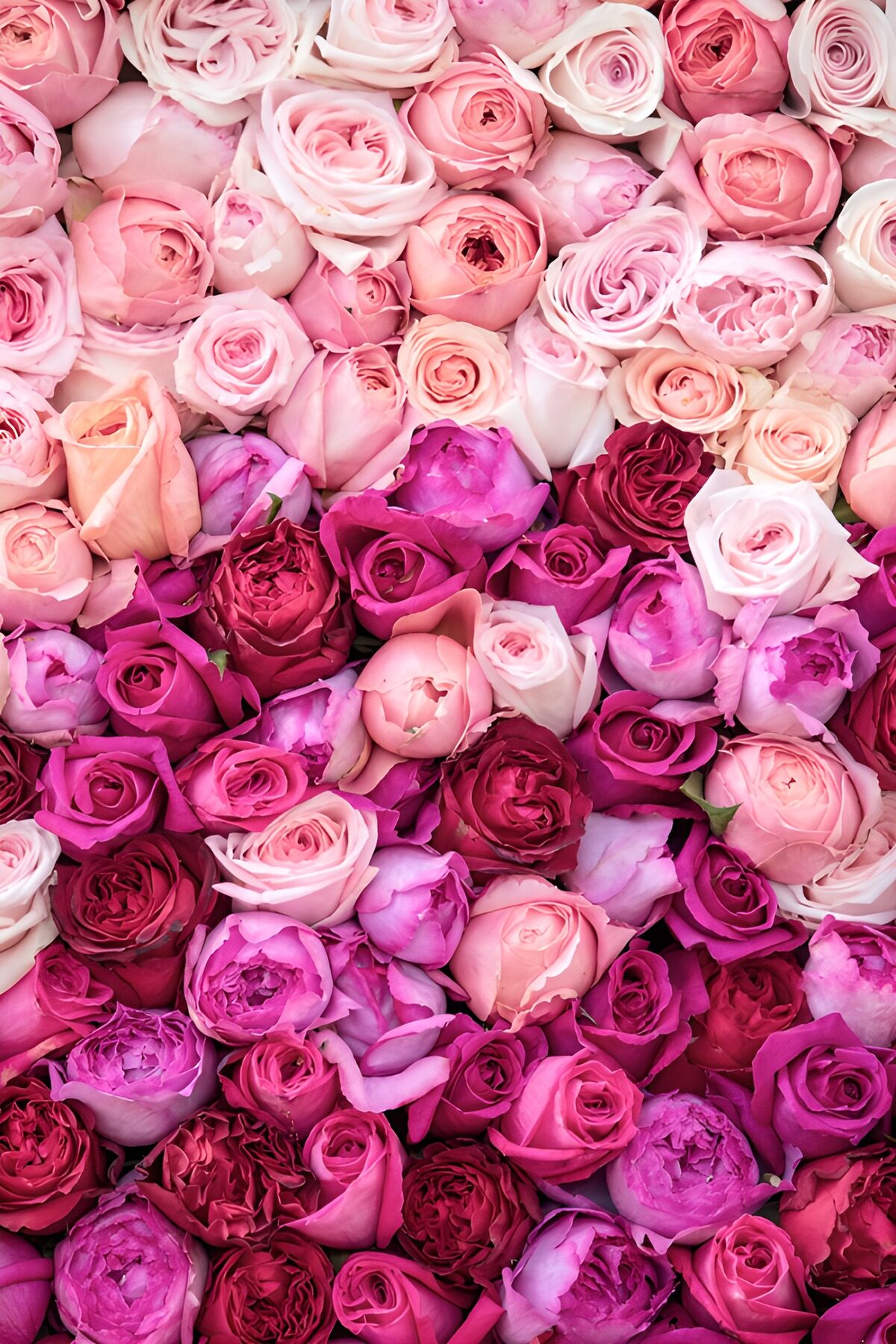 Blooming Harmony: A Rose Palette