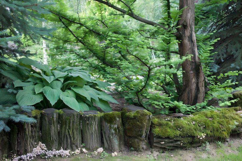 Lush Green Garden Oasis