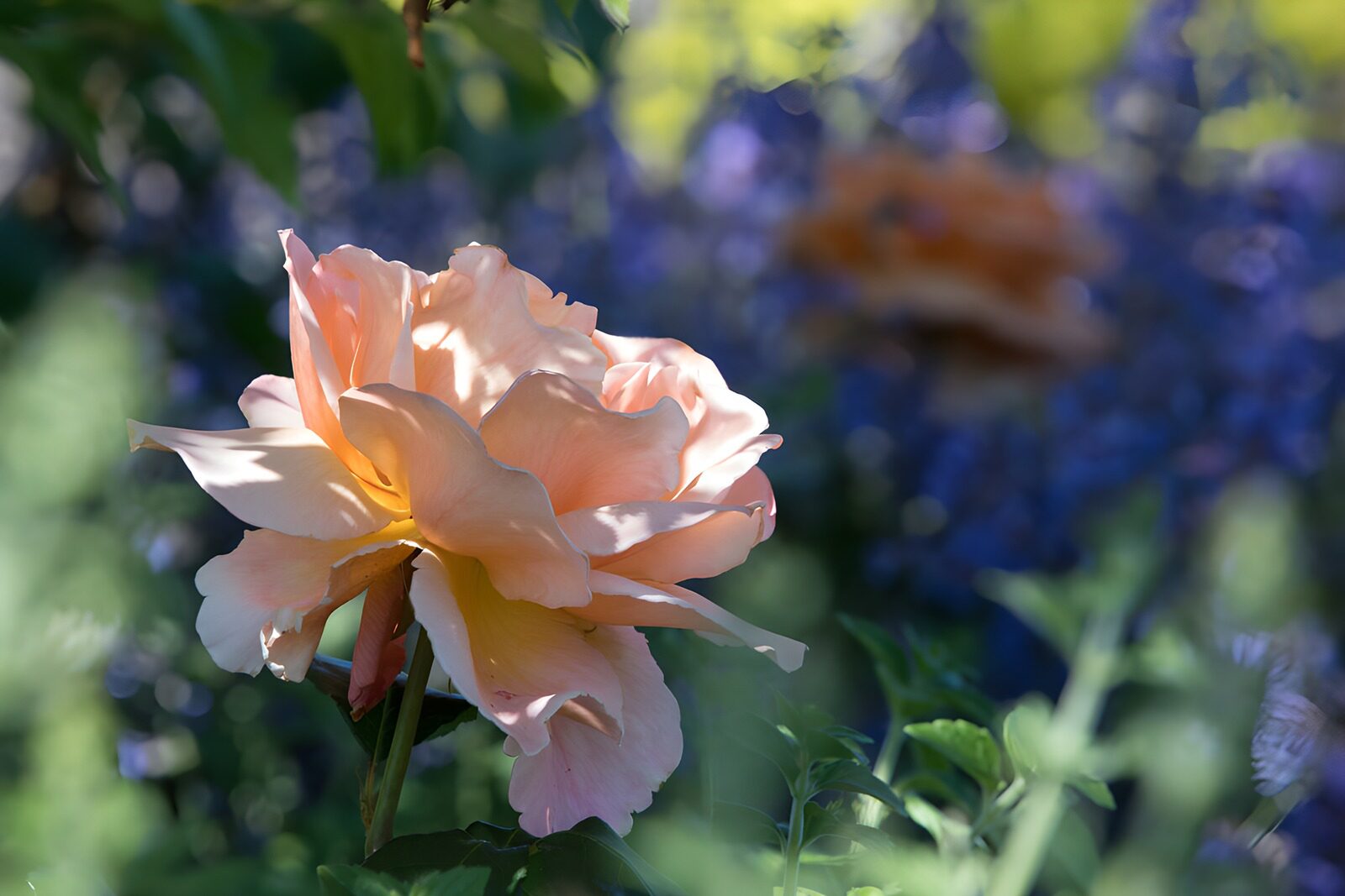 Delicate Peach Rose in Bloom