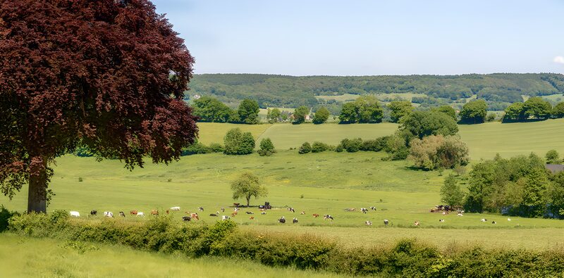 Serene Countryside with Grazing Cattle