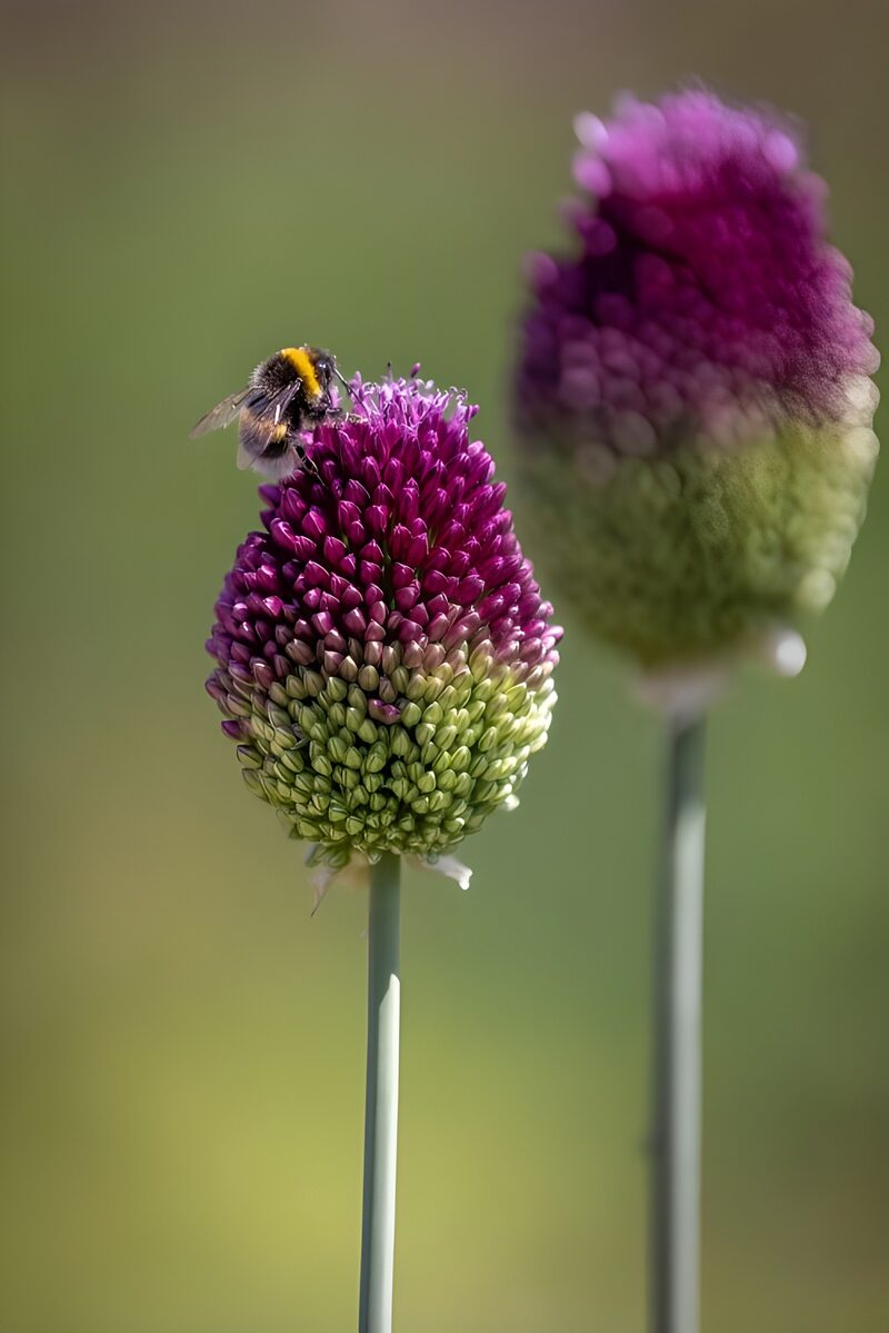 Bee on Colorful Allium Blossom