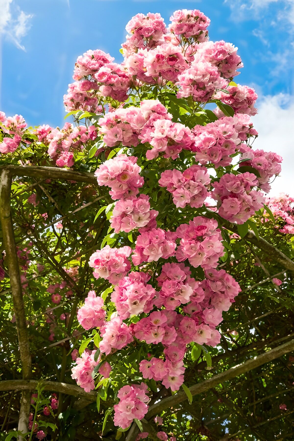 Blooming Pink Rose Vines Under Blue Skies