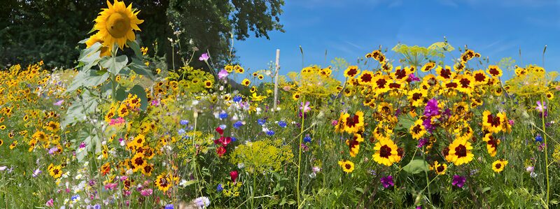 Vibrant Summer Flower Meadow