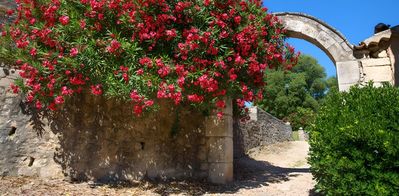 Vibrant Archway with Blooming Flowers