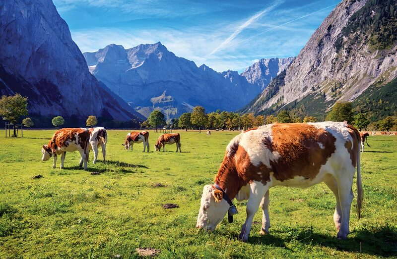 Serene Mountain Pasture with Grazing Cows