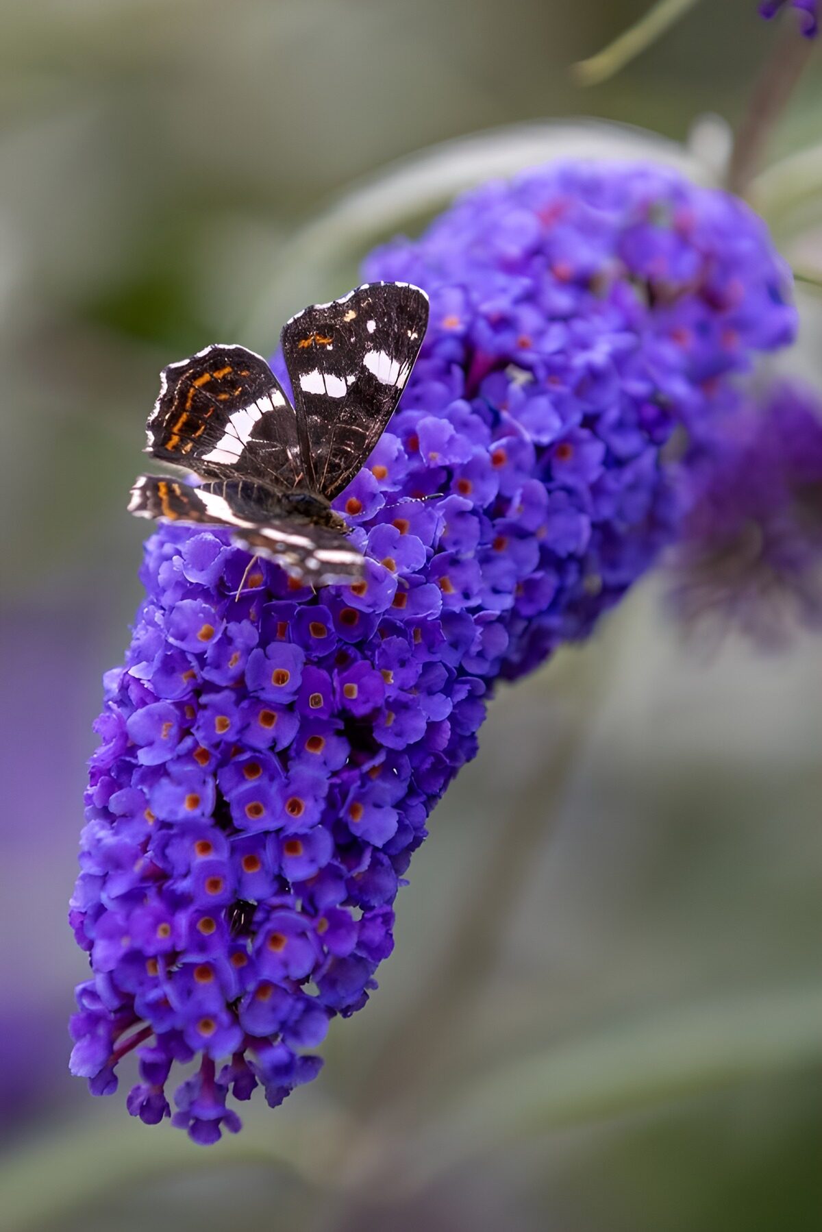Butterfly on Vibrant Purple Blossom
