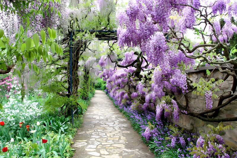 Enchanted Wisteria Pathway