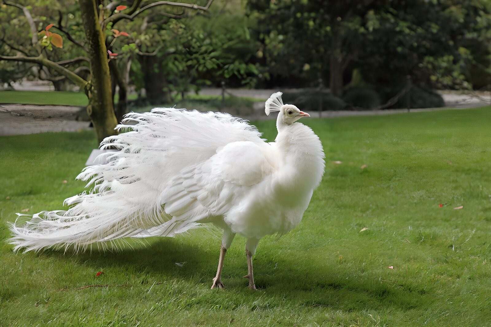 Elegant White Peacock Displaying Feathers