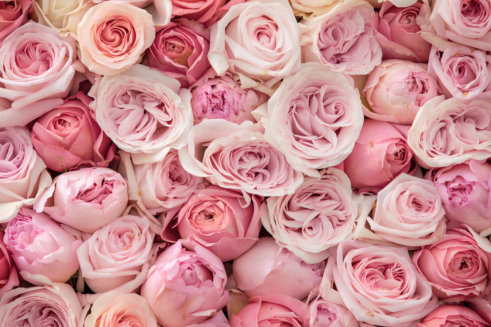 Pink Rose Petals in Harmony