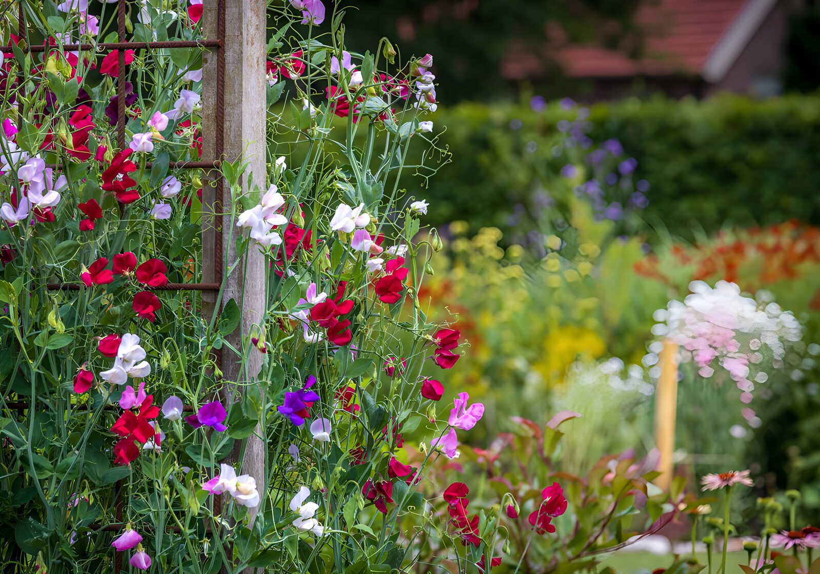 Cottage Garden Sweet Peas on Trellis