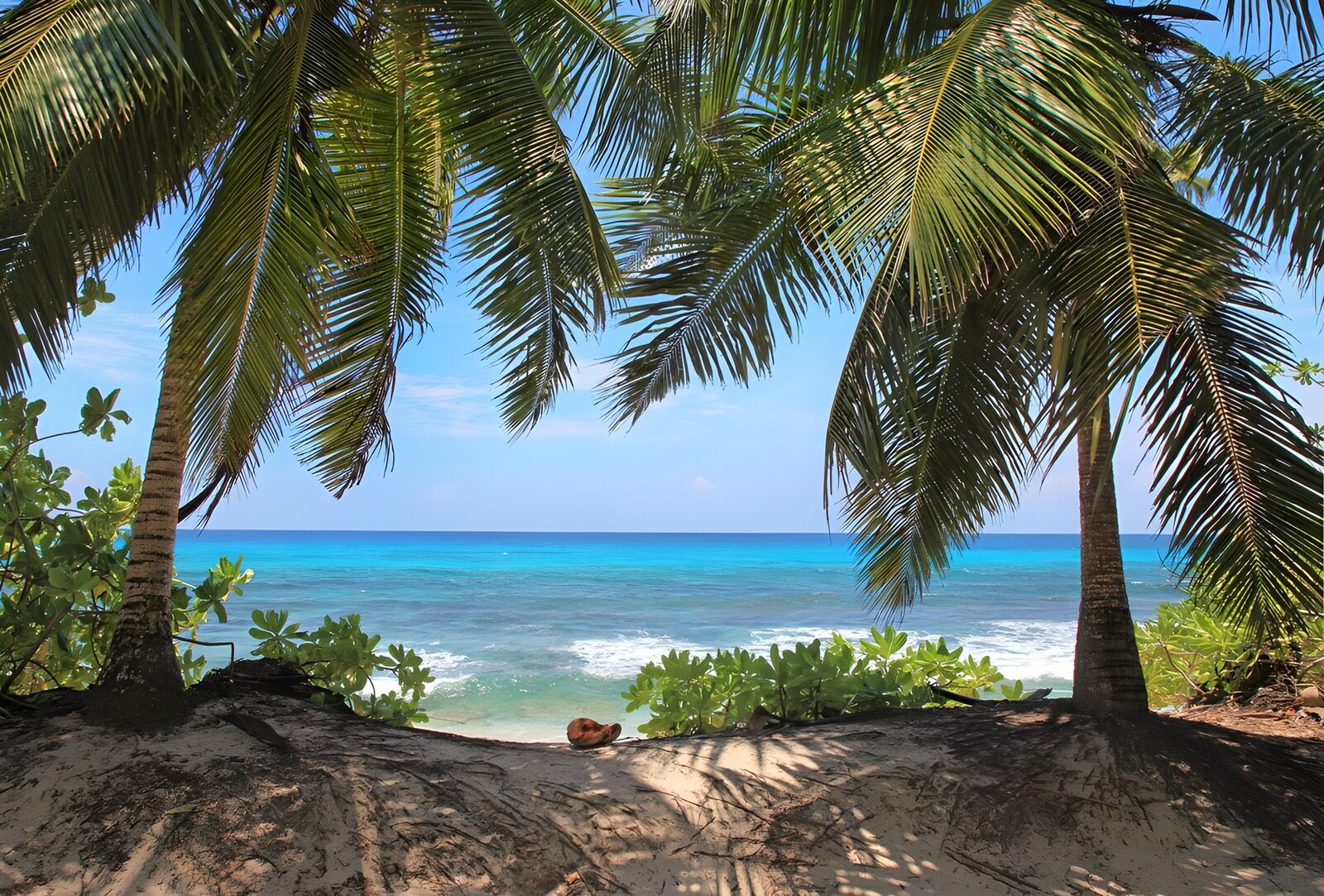 Tropical Paradise View