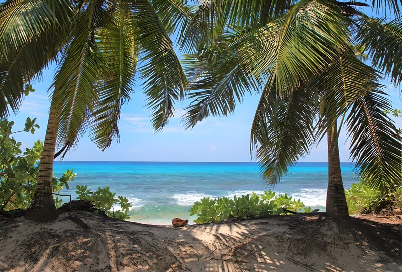 Tropical Paradise View