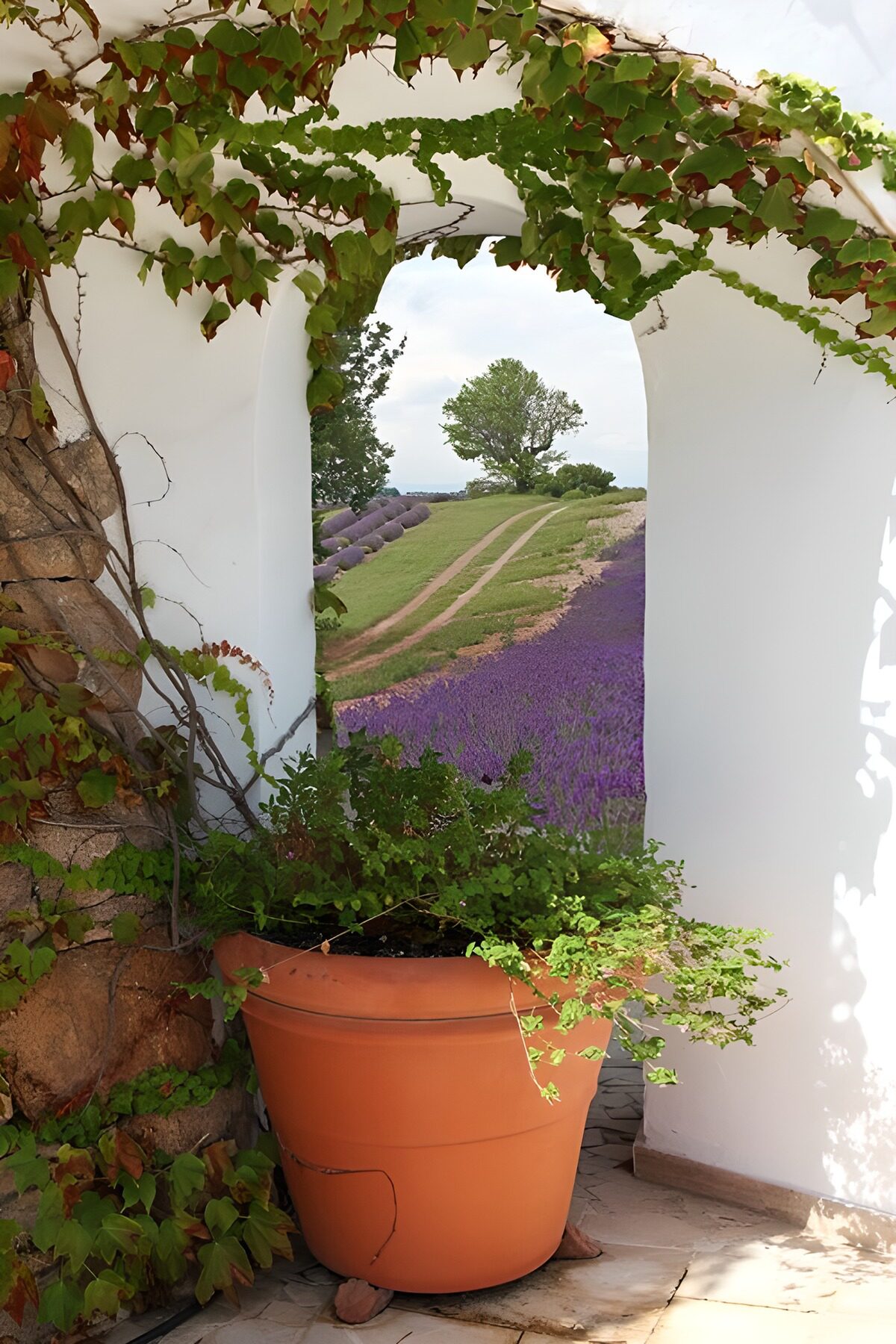 Lavender Fields Through the Archway