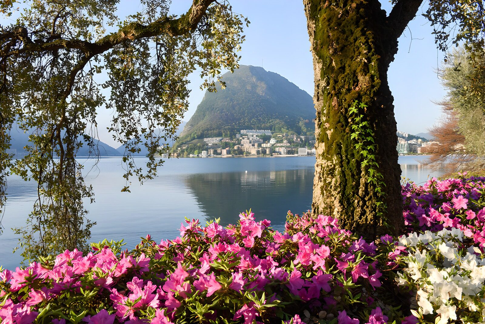 Tranquil Lakeview with Blossoming Flowers