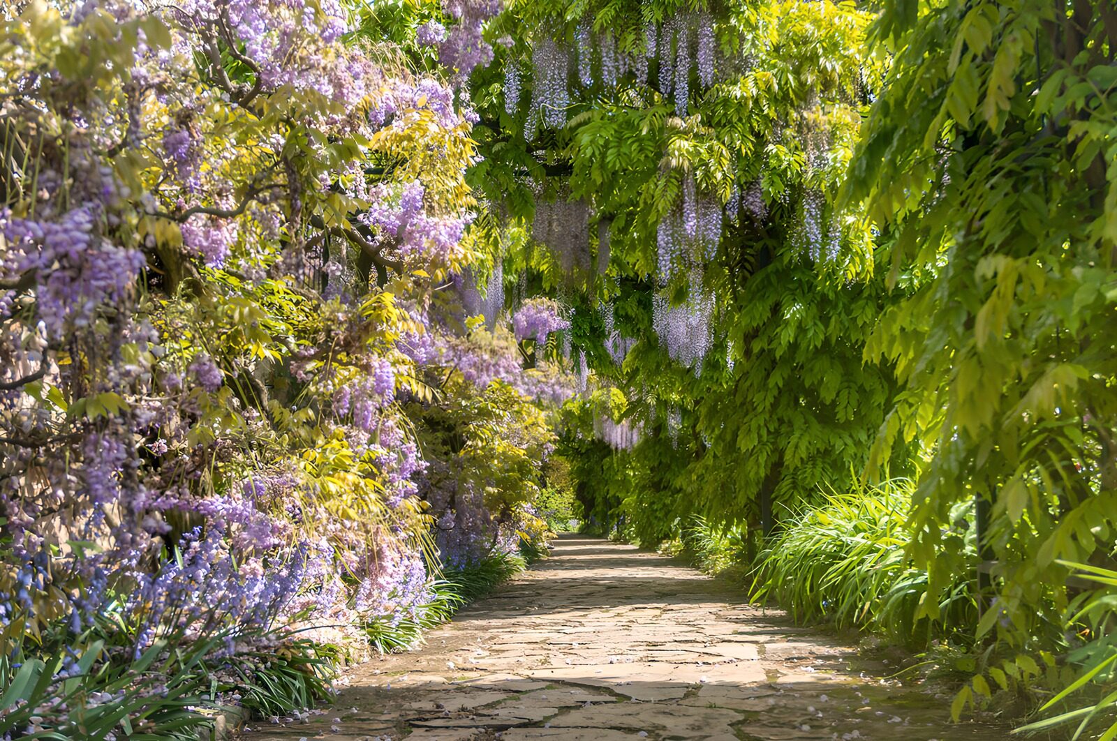 Enchanted Wisteria Pathway