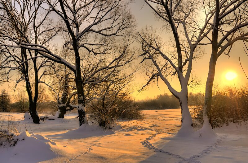 Winter's Golden Glow