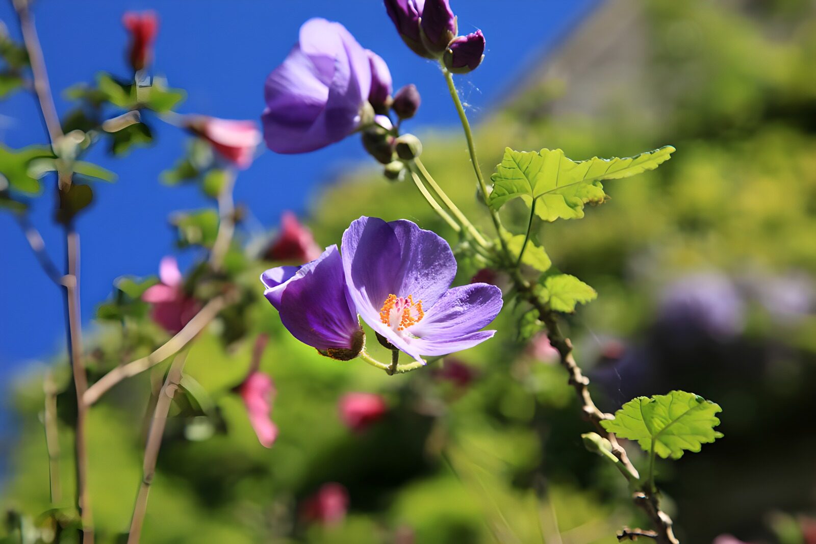 Vibrant Purple Blooms Under Clear Skies