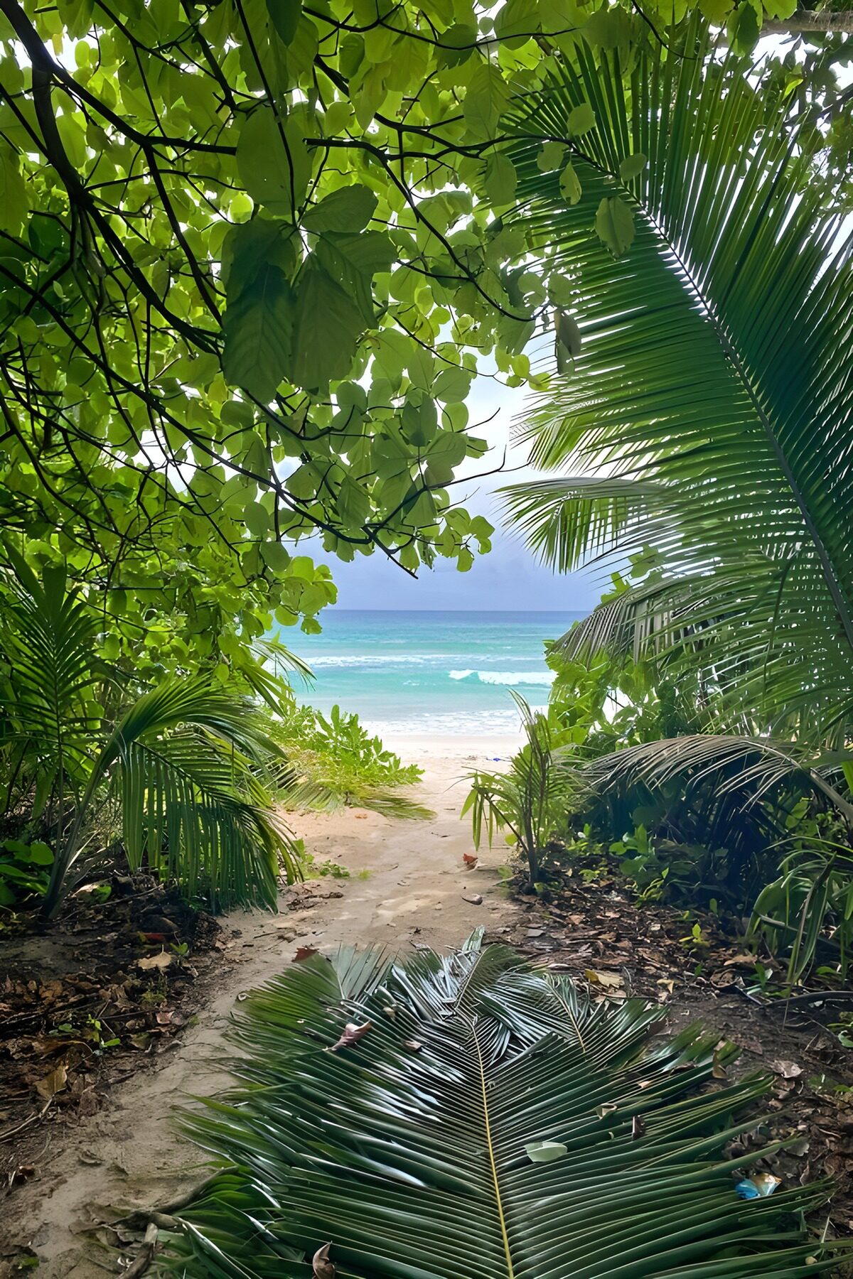 Tropical Pathway to Paradise