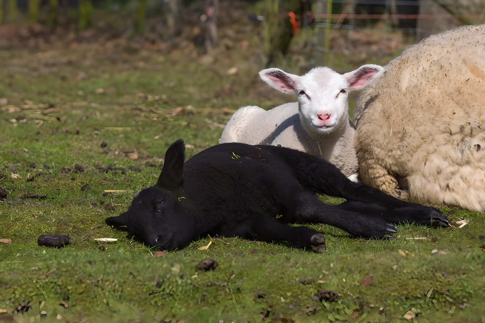 Resting Lambs in the Meadow