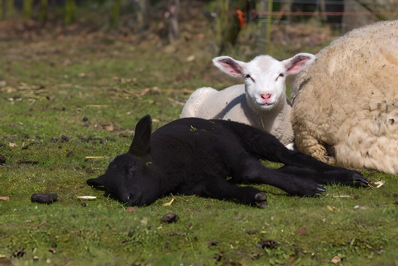Resting Lambs in the Meadow