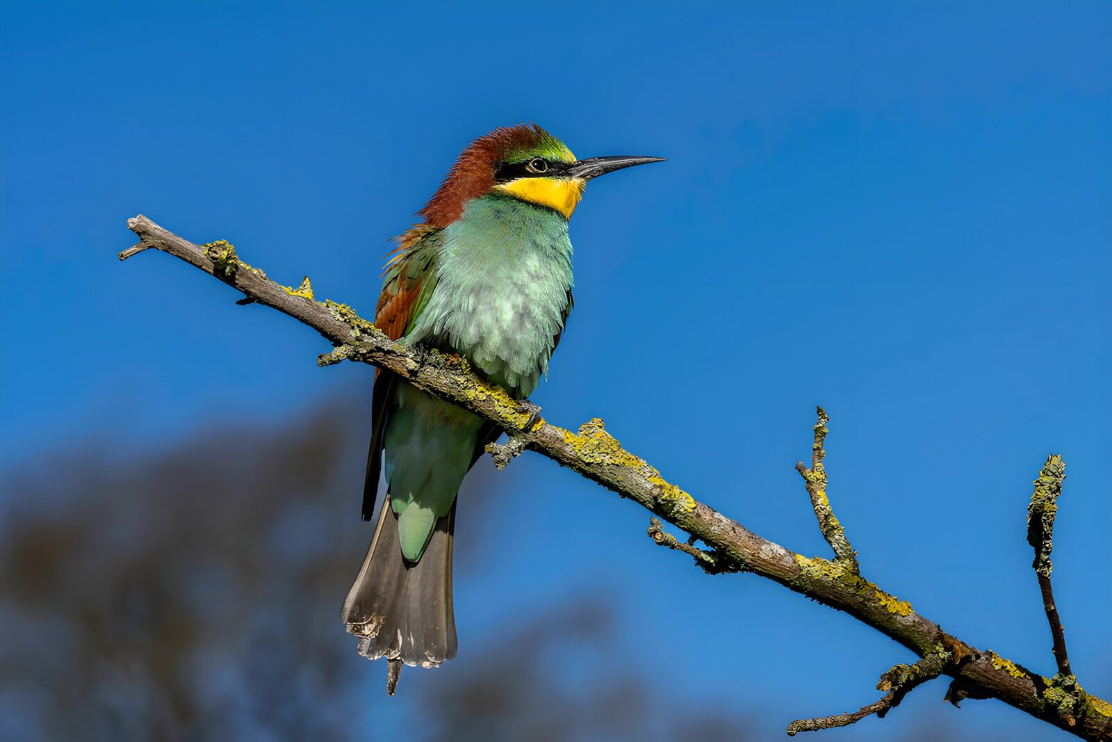 Colorful Bird Perched on a Branch
