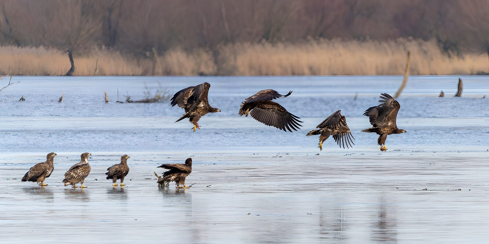 Eagles in Motion Across the Frozen Lake