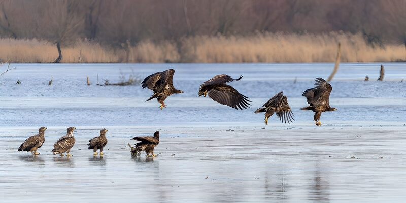 Eagles in Motion Across the Frozen Lake