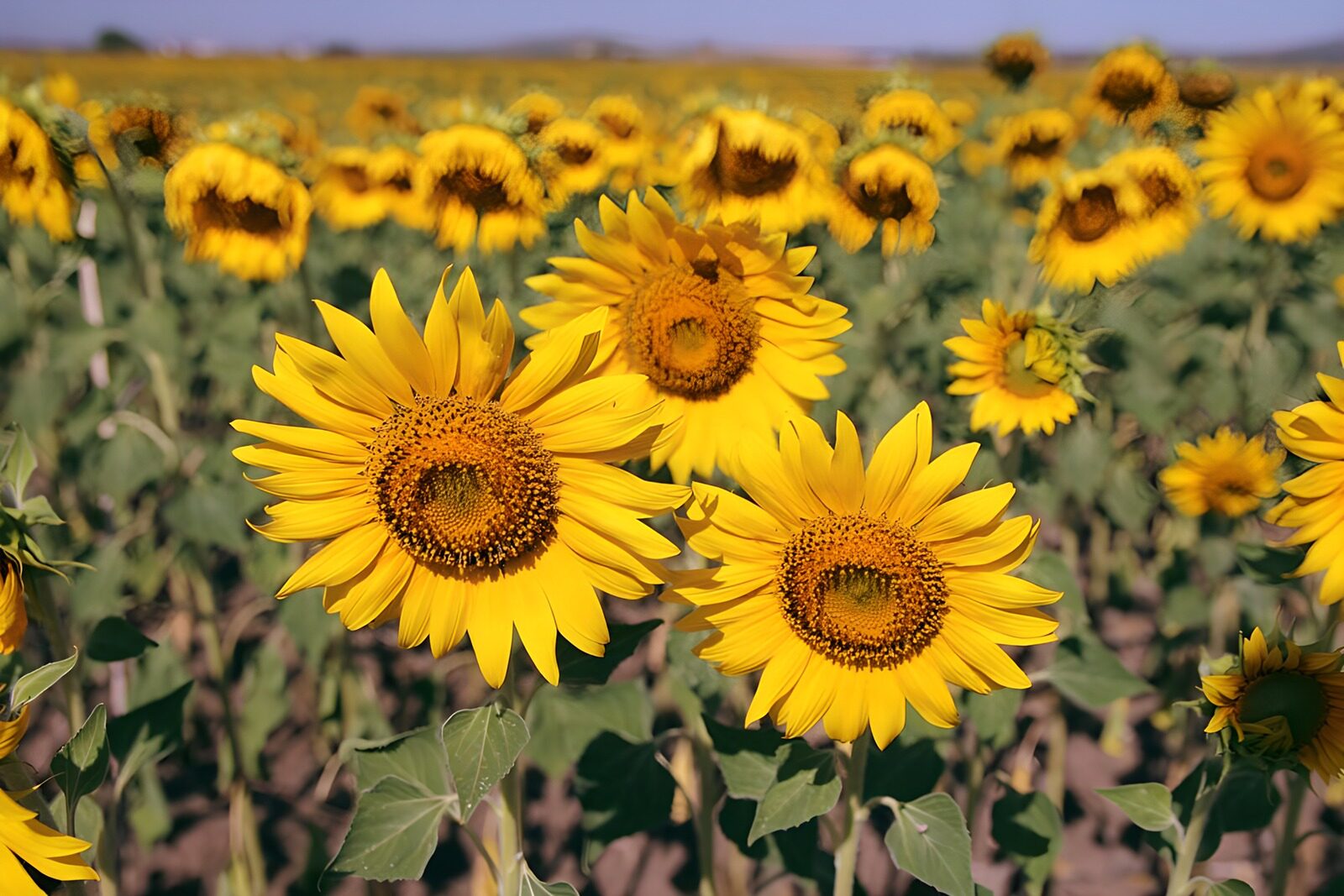 Vibrant Sunflowers in Bloom