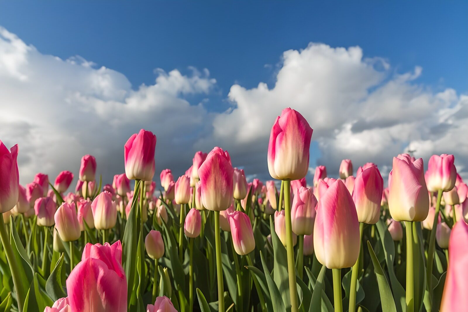 Blooming Pink Tulip Field Under Blue Sky