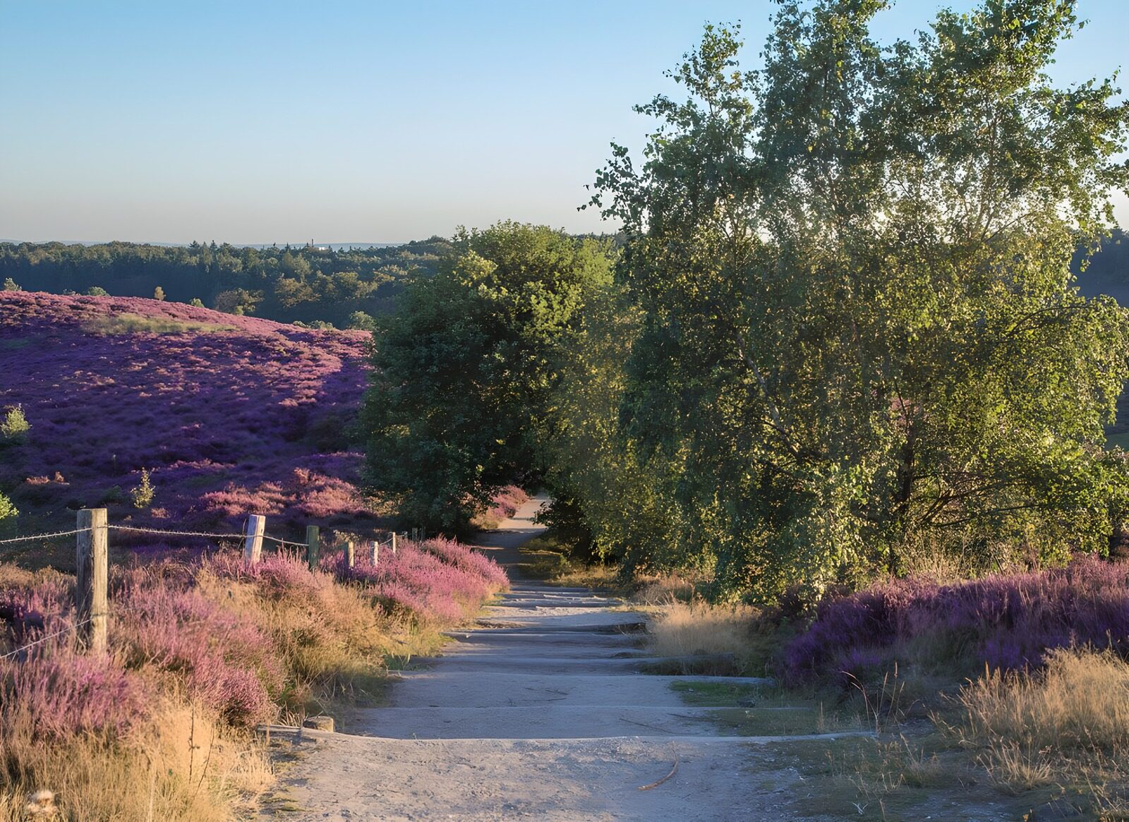 Serene Pathway Through Purple Heather
