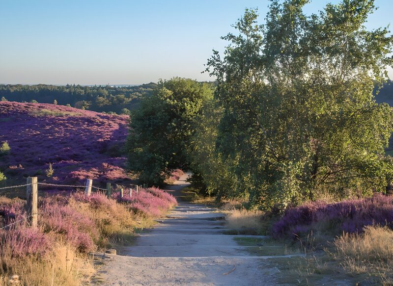 Serene Pathway Through Purple Heather