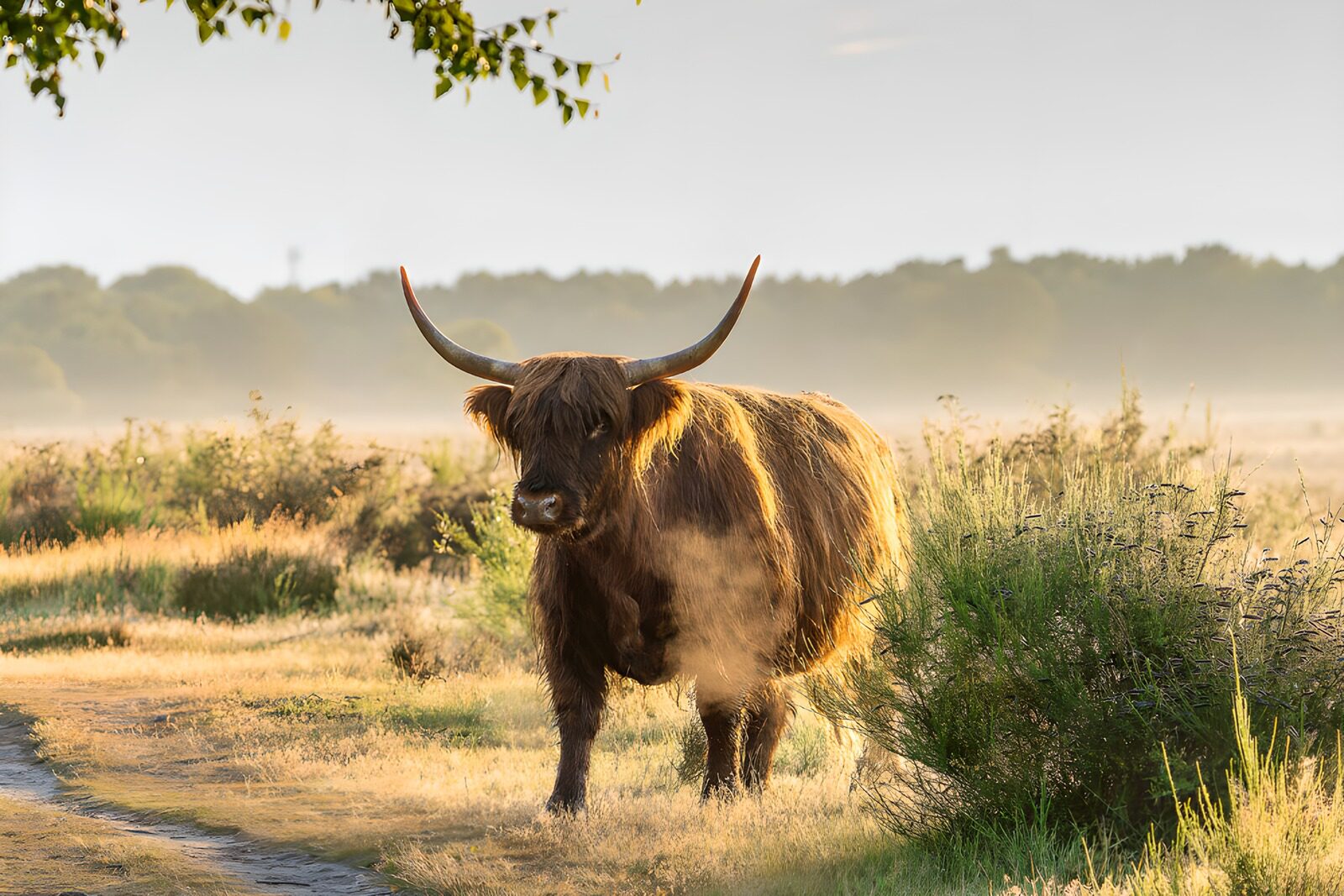 Highland Cow in Morning Mist