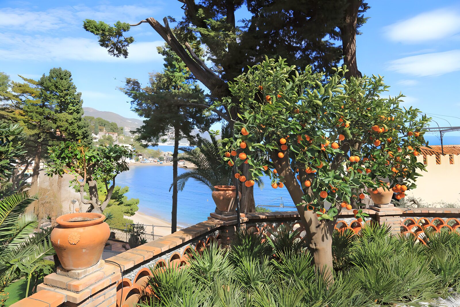 Serene Coastal Garden with Citrus Tree