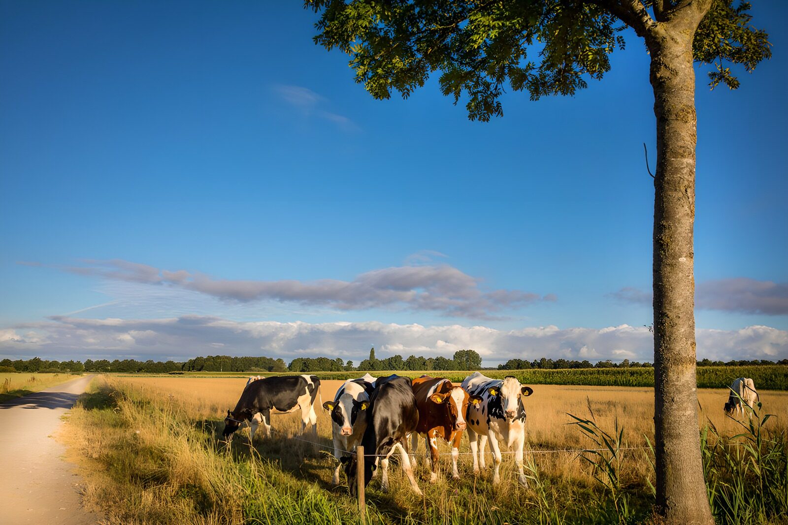 Peaceful Pasture with Cows