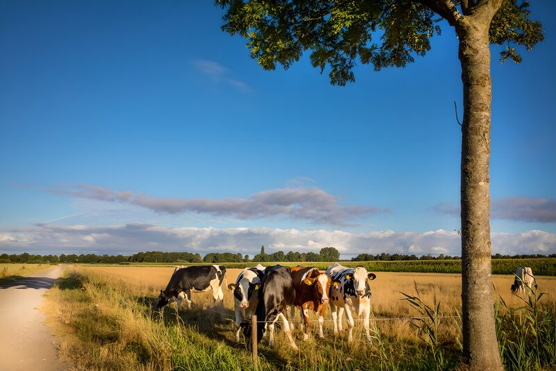 Peaceful Pasture with Cows