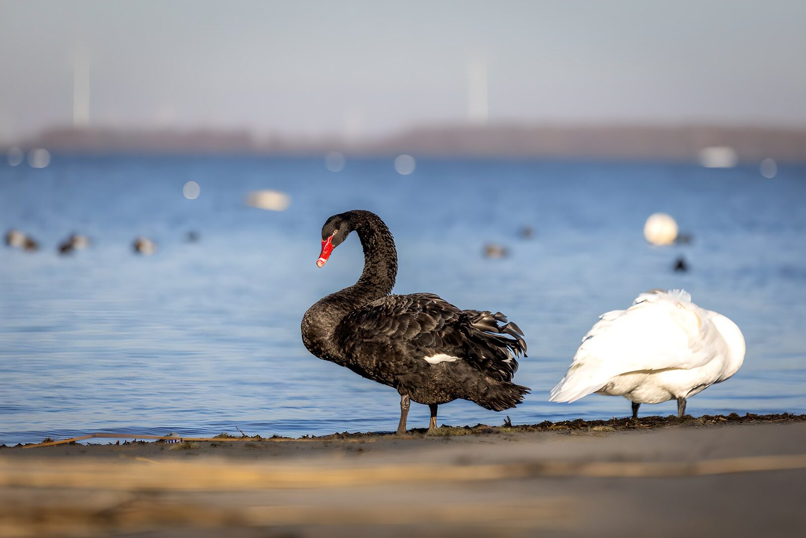 Black and White Swans by the Water