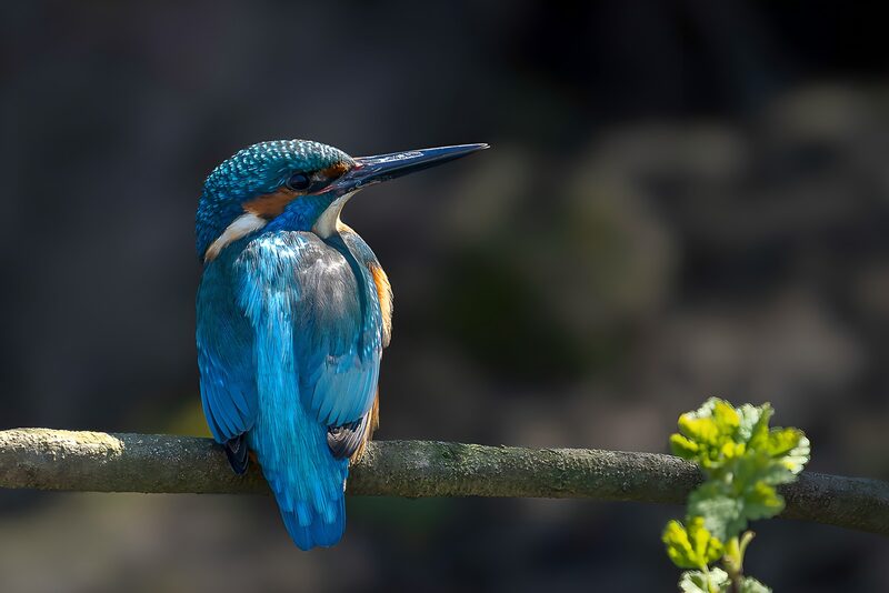 Vibrant Kingfisher on a Branch