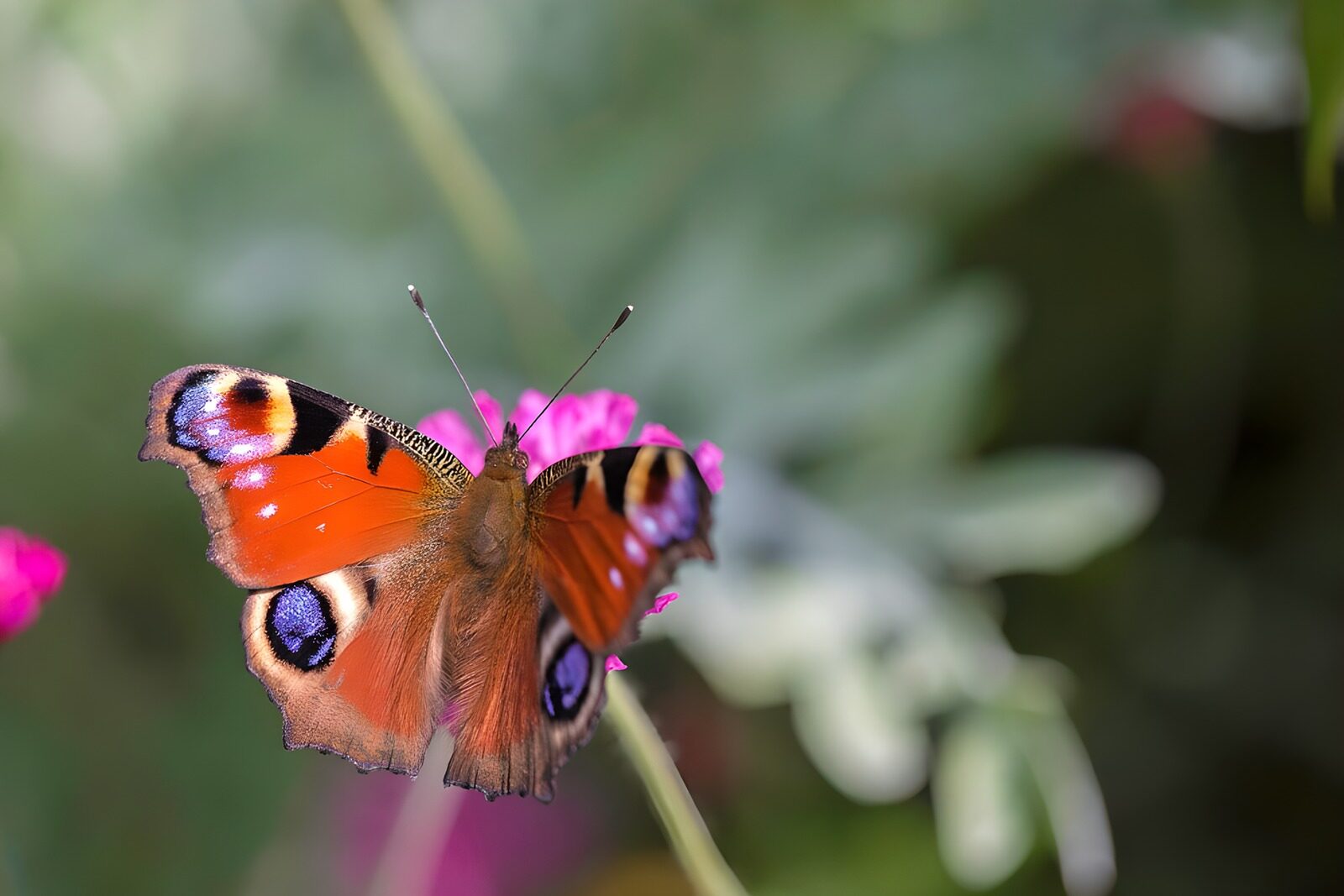 Colorful Butterfly on a Flower
