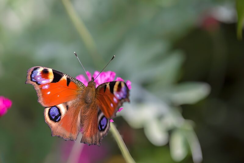 Colorful Butterfly on a Flower
