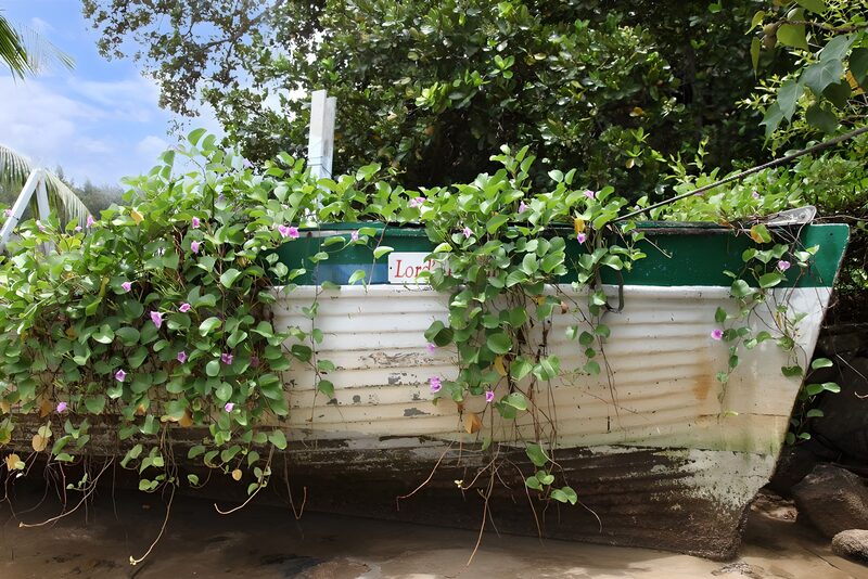 Abandoned Boat Overgrown with Plants