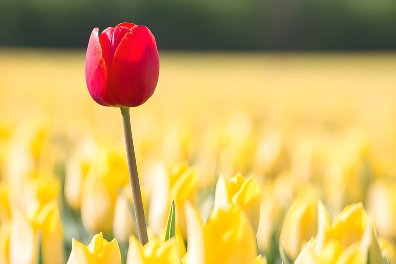 Vibrant Red Tulip Among Yellow Blossoms