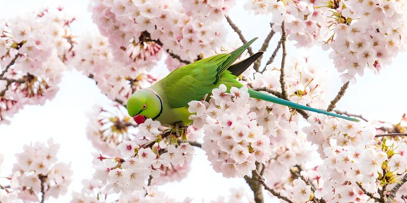 Vibrant Parrot Among Cherry Blossoms