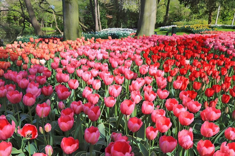 Colorful Tulip Garden in Bloom